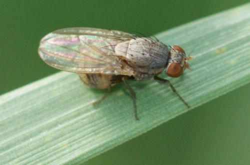 Minettia sp.